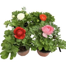 Garden Box Videolu Şakayık Çiçeği Kırmızı- Pembe- Turuncu-Beyaz 4 Adet Saksılı 20-30 cm (Paeonia)