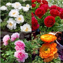 Garden Box Videolu 4 Renk 4 Adet Şakayık Çiçeği Fidanı 15-25 cm Saksılı (Peony)