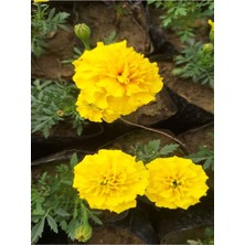 Garden Box Yoğun Kokulu Sarı Çıtır Kadife Çiçeği (10-20 cm) 3 Adet Tüplü
