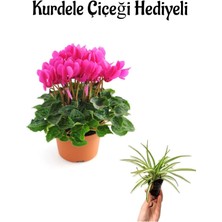 Pembe Renk Hediyelik Sıklemen Çiçeği Sevgililer Gününe Özel Kurdele Çiçeği Hediyeli