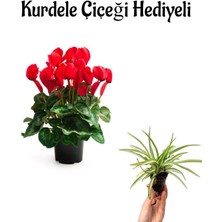 Kırmızı Renk Hediyelik Sıklemen Çiçeği Sevgililer Gününe Özel Kurdele Çiçeği Hediyeli