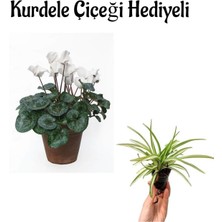 Beyaz Renk Hediyelik Sıklemen Çiçeği Sevgililer Gününe Özel Kurdele Çiçeği Hediyeli