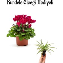 Mürdüm Renk Hediyelik Sıklemen Çiçeği Sevgililer Gününe Özel Kurdele Çiçeği Hediyeli