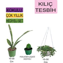 3'lü Set Tek Dikim Kılıç+Askılı Saksılı Tesbih+Hediyelik Fesleğen Çiçeği