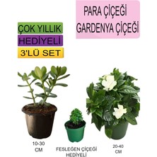 3'lü Set Para Çiçeği+Gardenya Çiçeği+Hediyelik Fesleğen
