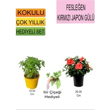3'lü Set Fesleğen+Kırmızı Japon Gülü+ Hediyelik Itır Çiçeği