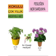 3'lü Set Fesleğen+Mor Sardunya+Hediyelik Itır Çiçeği