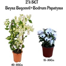 Garden Box Beyaz Renk Begonvil Fidanı+Beyaz Renk Bodrum Papatyası 2'li Set Peyzaj Bitkileri