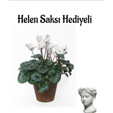 Beyaz Renk Hediyelik Sıklemen Çiçeği Sevgililer Gününe Özel Helen Saksı Hediyeli