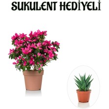 Garden Box Kadınlar Gününe Özel Pembe Çiçekli Açelya Çiçeği Sukulent Hediyeli