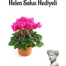 Pembe Renk Hediyelik Sıklemen Çiçeği Sevgililer Gününe Özel Helen Saksı Hediyeli