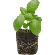 4 Adet Geniş Yapraklı Yeşil Reyhan Fidesi (5-10 Cm) (Tohum Değildir Fidedir)