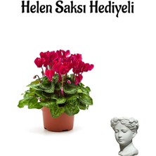 Mürdüm Renkli Hediyelik Sıklemen Çiçeği Sevgililer Gününe Özel Helen Saksı Hediyeli