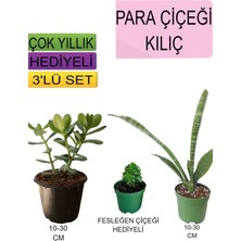 3'lü Set Para Çiçeği+ Kılıç Çiçeği+Hediyelik Fesleğen