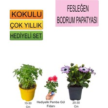 3'lü Set Fesleğen+Mor Bodrum Papatyası+Hediyelik Pembe Gül Fidanı