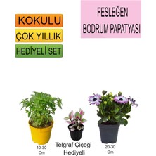 3'lü Set Fesleğen+Mor Bodrum Papatyası+Hediyelik Telgraf Çiçeği