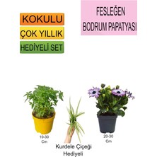 3'lü Set Fesleğen+Mor Bodrum Papatyası+Hediyelik Kurdele