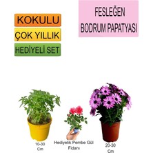 3'lü Set Fesleğen+Pembe Bodrum Papatyası+Hediyelik Pembe Gül Fidanı