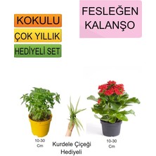 3'lü Set Fesleğen+ Kırmızı Kalanşo+ Hediyelik Kurdele Çiçeği