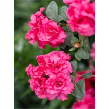 Garden Box Videolu Koyu Pembe Açelya Çiçeği 1 Adet Saksılı 20-40 cm Çiçekli Bitki (Rhododendron)