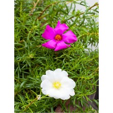 Garden Box Mini Kedi Tırnağı (İpek) Çiçeği Beyaz Pembe 2 Adet Dış Mekan Bitkisi