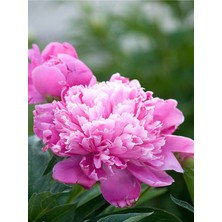 Garden Box Videolu Pembe Şakayık, Erengül Çiçeği 20-30 cm Saksılı Çiçekli Bodur Bitkiler (Paeoniaceae Pink)