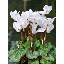 Videolu Beyaz Saksılı Sıklemen Çiçeği 1 Adet Saksılı 20-30 cm Iç Mekan Bitkisi (Cyclamen)