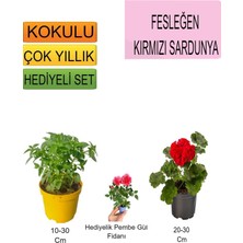 3'lü Set Fesleğen+ Kırmızı Sardunya+Hediiyelik+Pembe Gül Fidanı