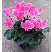 Videolu Pembe Sıklemen Çiçeği Fidanı 20-40 cm Saksılı Çiçekli Bodur Bitkiler Cyclamen