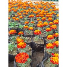 Garden Box Muhteşem Görünümlü Sarılı Kırmızılı Çıtır Kadife Çiçeği (10-20 cm)3 Adet Tüplü