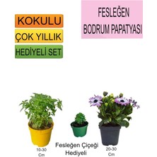 3'lü Set Fesleğen+Mor Bodrum Papatyası+Hediyelik Fesleğen Çiçeği