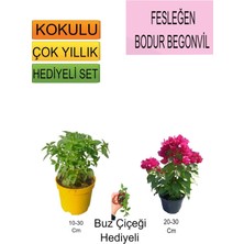 3'lü Set Fesleğen+Bodur Pembe Begonvil+Hediyelik Buz Çiçeği