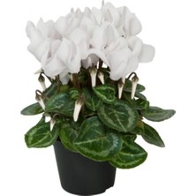 Beyaz Sıklemen Çiçeği Fidanı 20 cm 40 cm Saksılı