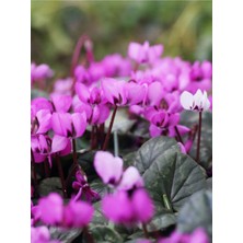 Videolu Mor Sıklemen Çiçeği Fidanı 20-40 cm Saksılı Çiçekli Bodur Bitkiler Cyclamen