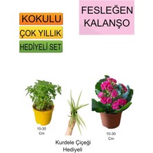 3'lü Set Fesleğen+ Pembe Kalanşo+Hediyelik Kurdele Çiçeği