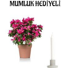 Garden Box Pembe Renk Açelya Çiçeği Kadınlar Gününe Özel Mumluk Hediyeli