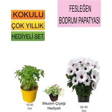 3'lü Set Fesleğen+ Bodrum Papatyası+ Hediyelik Mezem Çiçeği
