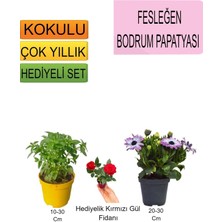 3'lü Set Fesleğen+Mor Bodrum Papatyası+Hediyelik Kırmızı Gül Fidanı