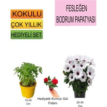 3'lü Set Fesleğen+ Bodrum Papatyası+ Hediyelik Kırmızı Gül Fidanı