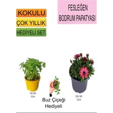 3'lü Set Fesleğen+ Kırmızı Bodrum Papatyası+ Hediyelik Buz Çiçeği