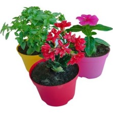 3'lü Mini Set 1 Adet Fesleğen+1 Adet Kırmızı Kalanşo+1 Adet Mor Rozet Çiçeği