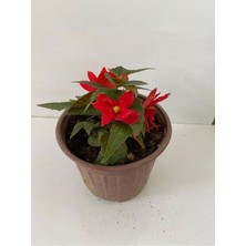 Kırmızı Renk Gelin Damat Çiçeği (Katlı Çınar Begonya)1 Adet Saksılı 10-20CM (Begonia Boliviensis)