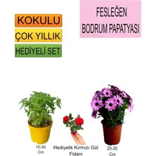 3'lü Set Fesleğen+Pembe Bodrum Papatyası+Hediyelik Kırmızı Gül Fidanı
