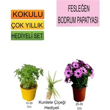 3'lü Set Fesleğen+Pembe Bodrum Papatyası+Hediyelik Kurdele Çiçeği