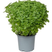 Videolu Kokulu Top Fesleğen 1 Adet Saksılı/ Tüplü 10-20CM Iç Mekan Ofis Bitkisi (Ocimum Basilicum)