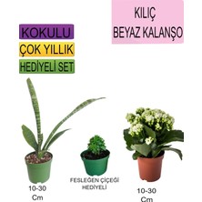 3'lü Set Tek Dikim Kılıç+ Beyaz Kalanşo+ Hediyelik Fesleğen Çiçeği