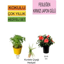 3'lü Set Fesleğen+Kırmızı Japon Gülü+ Hediyelik Kurdele Çiçeği