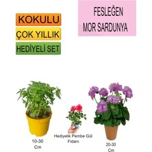 3'lü Set Fesleğen+Mor Sardunya+Hediyelik Pembe Gül Fidanı