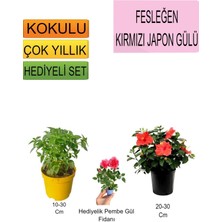 3'lü Set Fesleğen+Kırmızı Japon Gülü+ Hediyelik Pembe Gül Fidanı