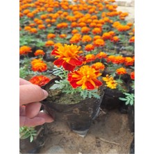 Garden Box Muhteşem Görünümlü Sarılı Kırmızılı Çıtır Kadife Çiçeği (10-20 cm)1 Adet Tüplü